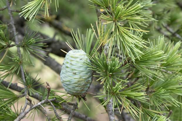 В аэропорту российского курорта высадили гималайский кедр в честь Дня космонавтики