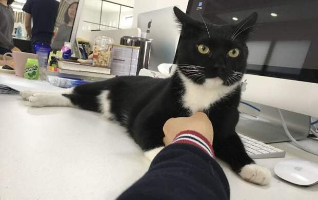 we-rescued-this-feisty-dirty-kitty-and-he-grew-up-to-be-such-a-dapper-gentleman-5b051e1808700__700