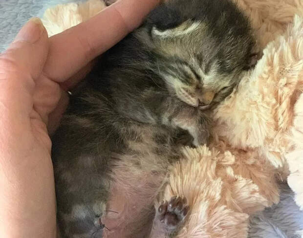 Без кота и жизнь не та