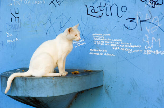 Кот, города котиков
