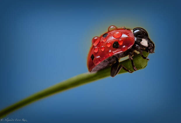 Ladybugs 9 Божьи коровки в каплях дождя