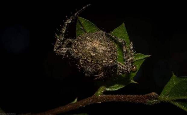 Эти австралийские пауки рода Dolophones — настоящие мастера камуфляжа Dolophones, австралия, в мире, животные, камуфляж, пауки