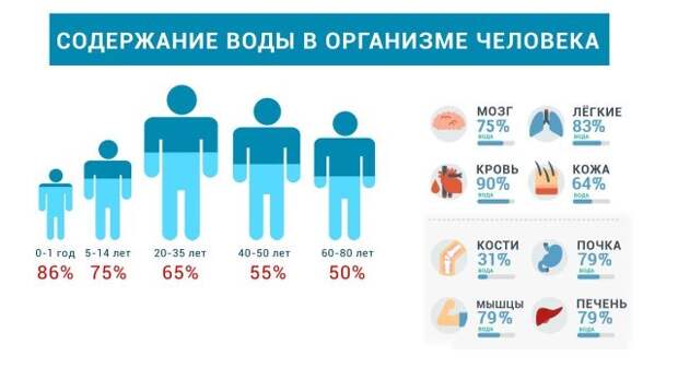 сколько воды в организме
