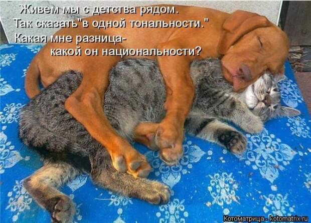 Лучшие котоматрицы недели