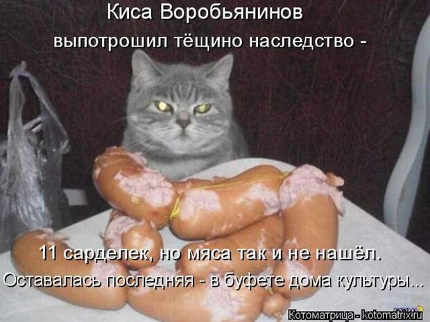 Лучшие котоматрицы недели (50 фото)