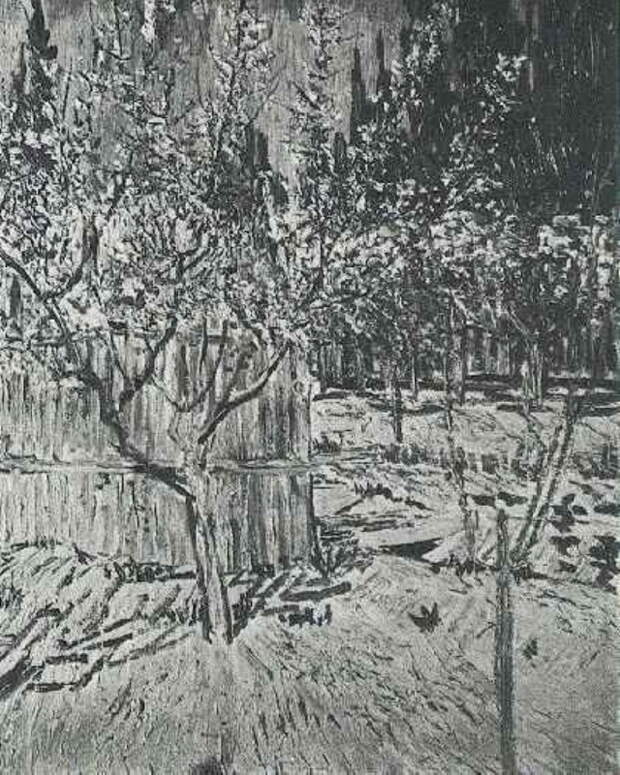 Apricot Trees in Blossom. Винсент Ван Гог (1853-1890)