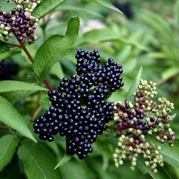 Бузина безопасна, только если готовить одни ягоды. /Фото: shop-gardenplants.ru