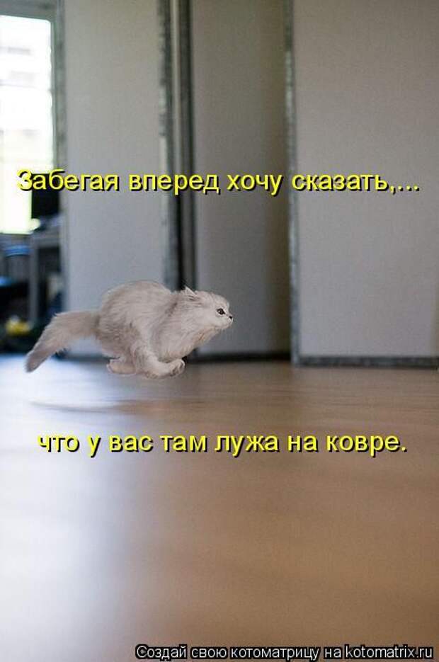 Лучшие котоматрицы недели  