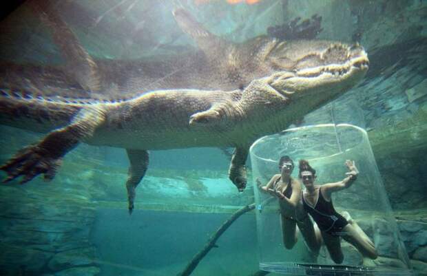Аттракцион в Австралии c крокодилом (12 фото)