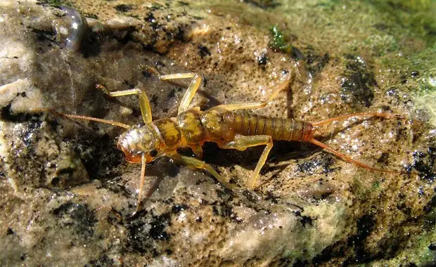 Англичане называют веснянок каменными мухами. Эти насекомые любят греться на камнях в любом возрасте.
