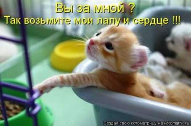 Прикольные животные, котоматрица