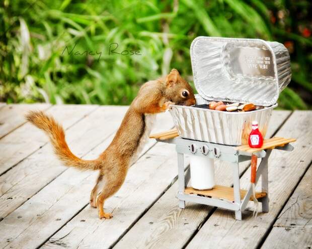 squirrels04 squirrels04 Забавные белочки Нэнси Роуз