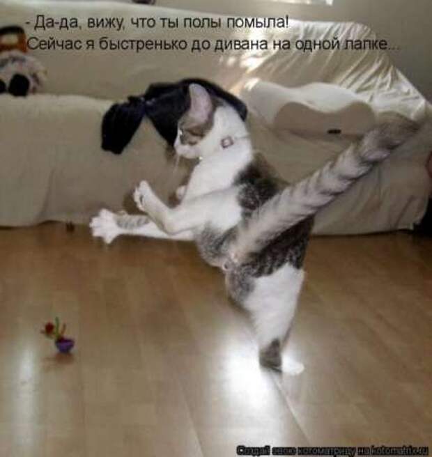 Прикольные животные, котоматрица