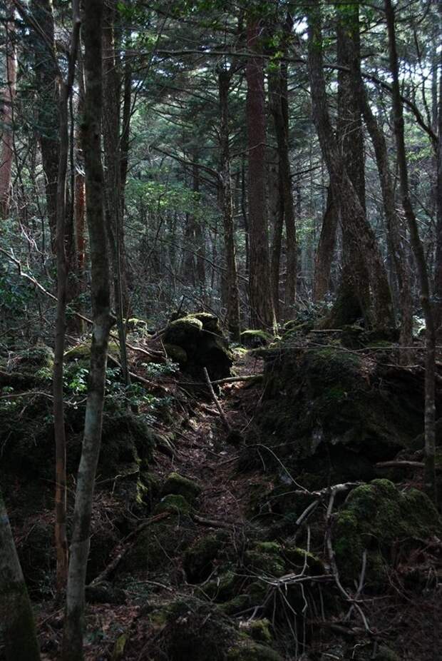 forests43 Леса с другой планеты!