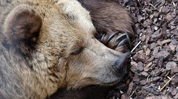 Спячка медведя - состояние глубокого сна, а не гибернация - портал "Здравком"