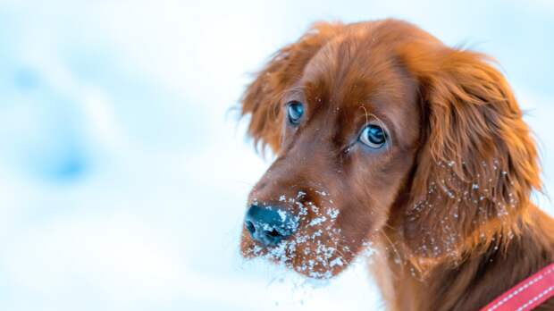 Наказывать собаку: нужно, не нужно или просто нельзя?