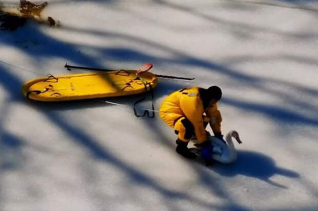 UPI: в США спасли лебедя из замерзшего пруда