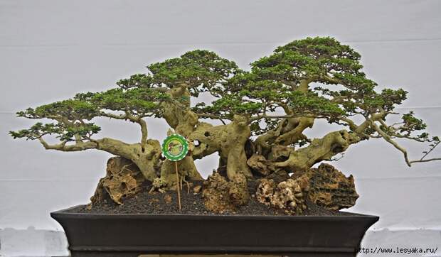 3925073_bonsai21 (700x409, 211Kb)