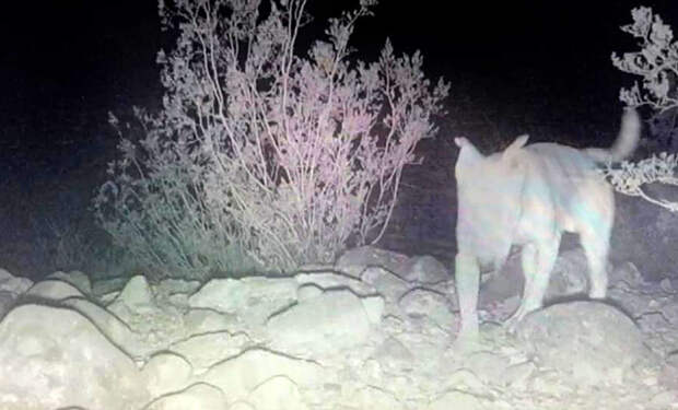 Люди бросили щенка в пустыне, но его приняли к себе койоты. Через год собака нашла путь до бывшего дома и потребовала объяснений