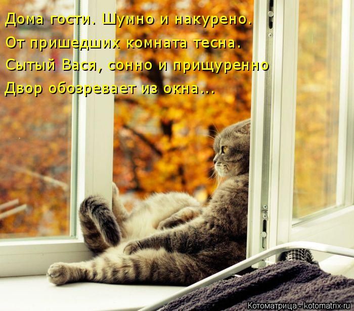 Лучшие котоматрицы недели (50 фото)