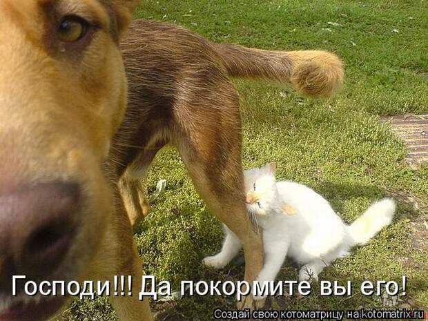 Лучшие котоматрицы недели (50 фото)