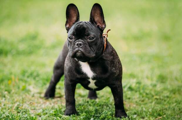 Как собаки становятся лексикографами: изучаем слова через общение с хозяевами