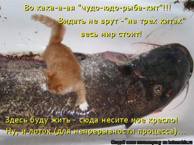 Свежая прикольная котоматрица (26 фото)