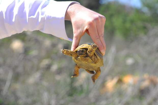 "Туристы-монстры": черепахи в Сочи умоляют о помощи - жестокость без границ