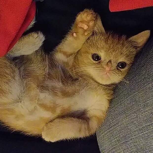 Котенок лежит на спине Котенок на диване