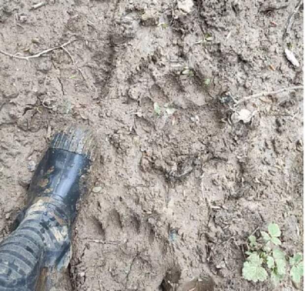 В Тульской области обнаружены следы крупного бурого медведя
