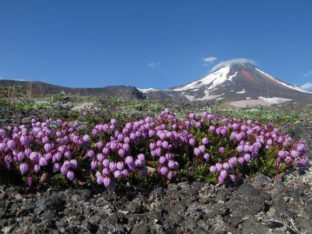 Вулкан Ключевской выбросил столб пепла на высоту до 6,5 км