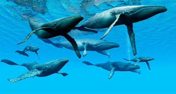 Песни горбатых китов оказались похожи на джазовую импровизацию