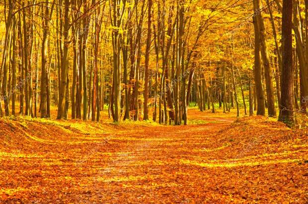 Картинки по запросу золотая осень в лесу