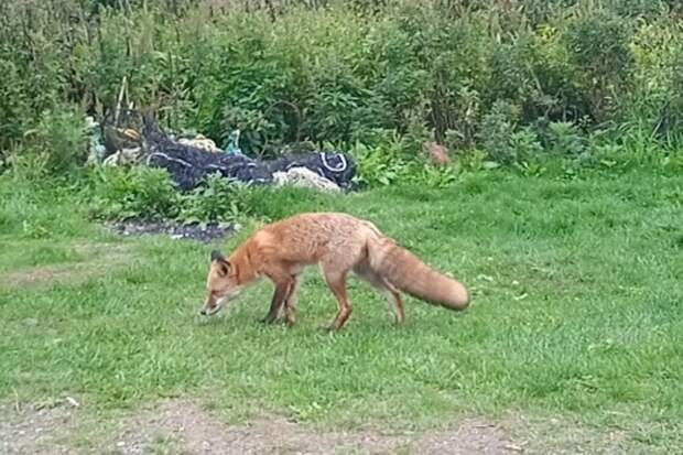 В Амурской области начнут отстрел лисиц из-за бешенства