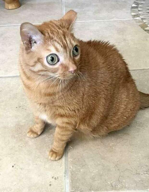 Потейто: кот, ставший звездой благодаря своим глазам необычно большого размера  (10 фото + видео) 