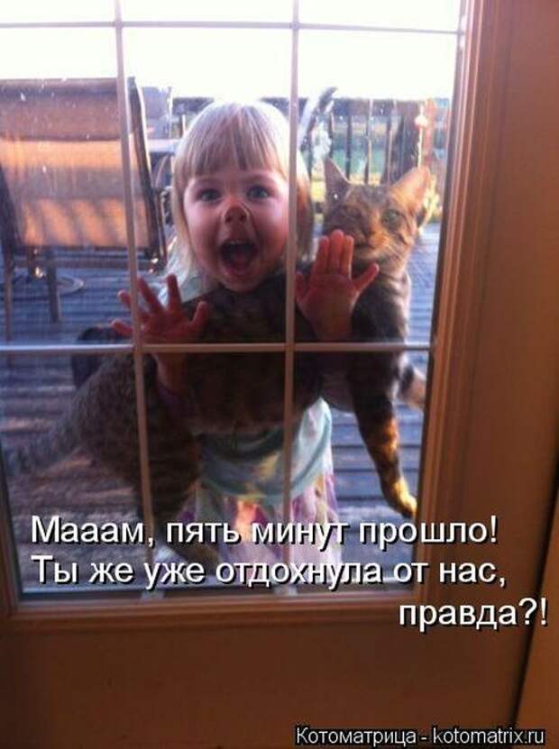 Котоматрицы (забавные картинки с надписями)