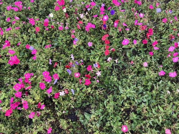 На Беговой улице восстановили цветник