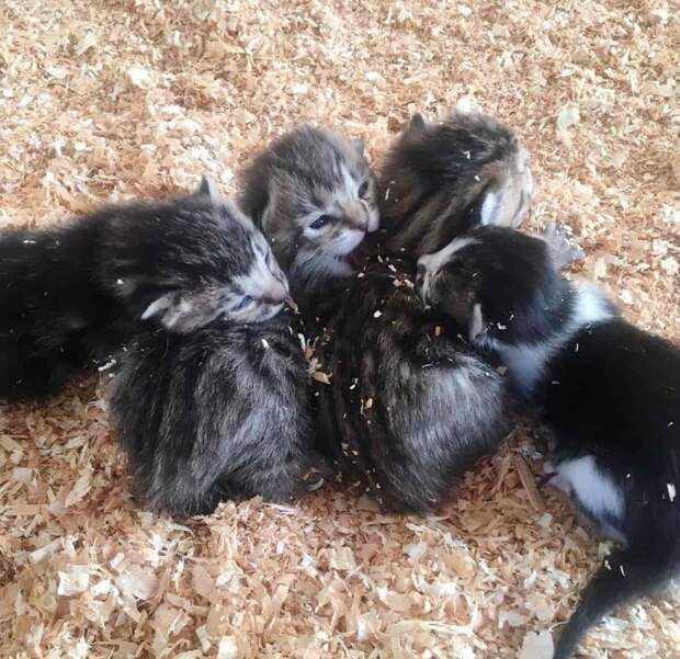 спасение котят маленькие котята