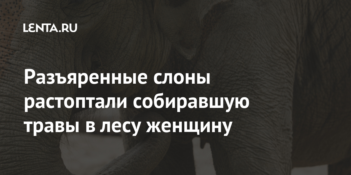 Разъяренные слоны растоптали собиравшую травы в лесу женщину