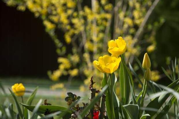 Видео в Сети вызвало возмущения: что натворили тиктокерши в центре Краснодара ради хайпа?