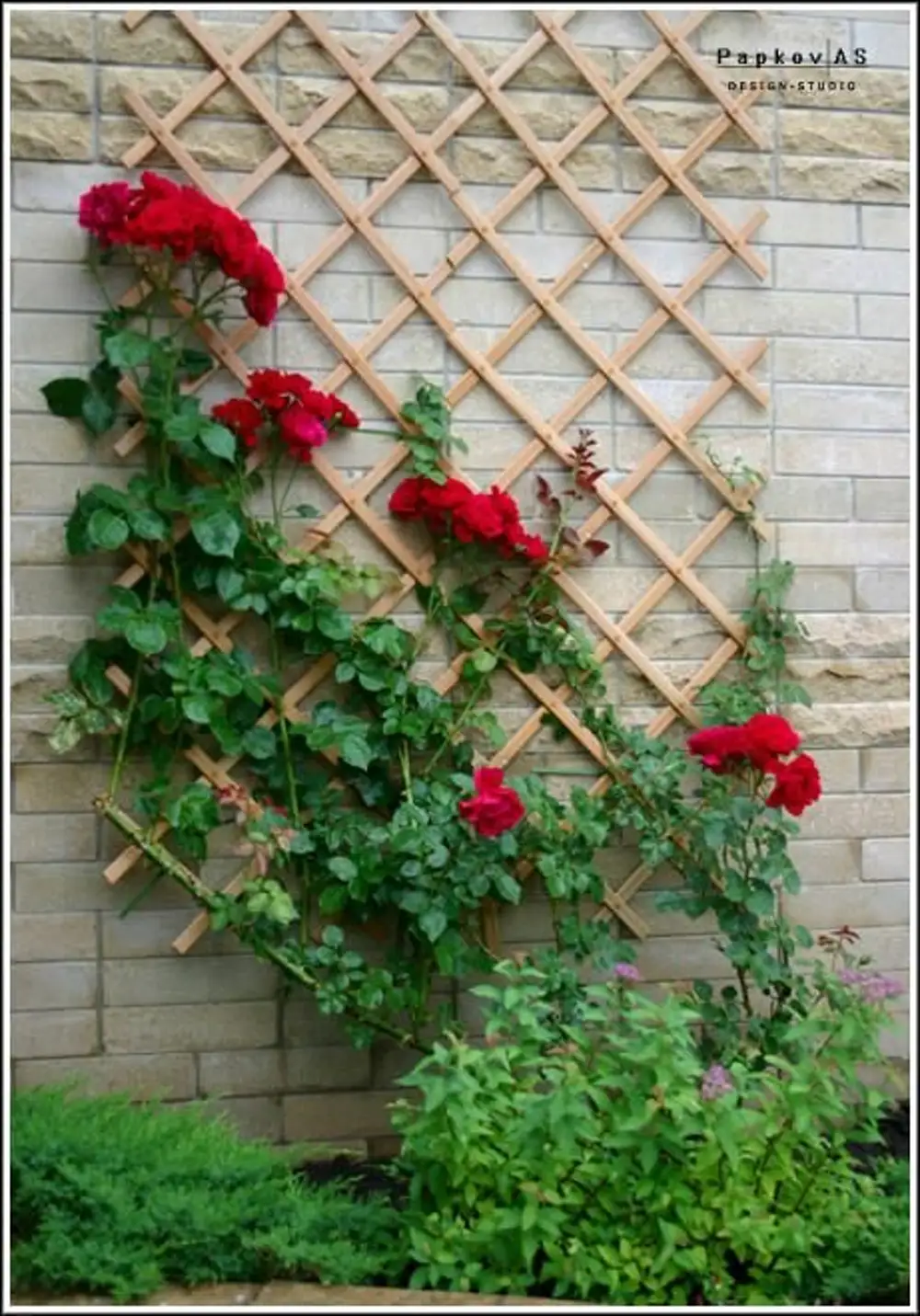 Плетущиеся розы на заборе