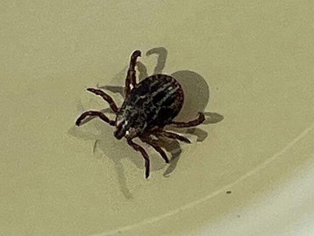 Клещи проснулись в феврале и уже кусают животных во Владивостоке