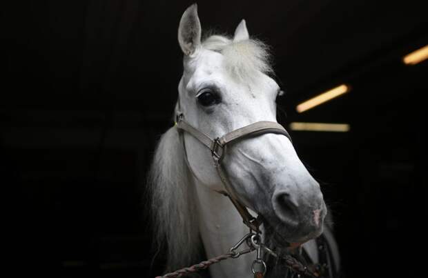 Роспотребнадзор оценил риски завоза из Швеции парапоксвируса лошадей