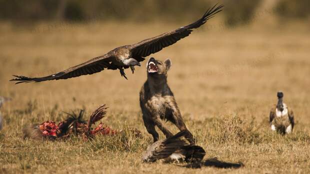 wildlife