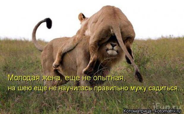 Котоматрицы(картинки с надписями)