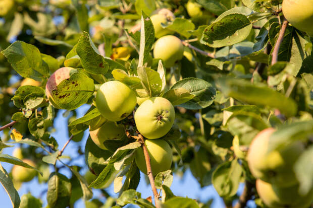 Тульский питомник торговал сомнительными саженцами плодовых деревьев