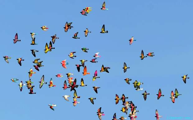 В деревне Больульос-де-ла-Митасьон на юге Испании проходит фестиваль голубеводов.