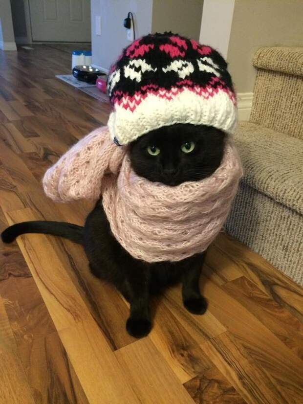 коты самые лучшие друзья (4)