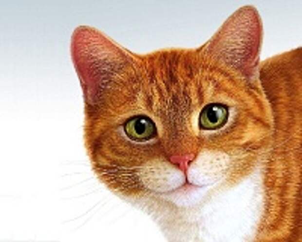 Любимые коте:) 6