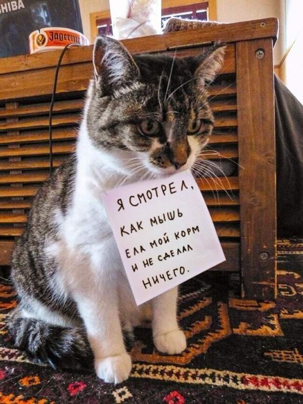 Ох уж эти кошачьи истории... читали бы и читали Ох уж эти кошачьи истории... читали бы и читали